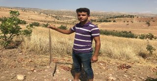 Köylülerin Yılan Tedirginliği