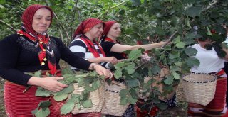 (Özel) Fındık Hasadı Dua Ve Kemençeyle Başladı