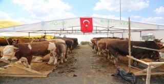 Kurbanların Gelmesiyle Hazırlıklar Tamamlandı