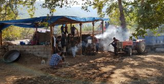 Hassada Pekmez Sezonu Başladı