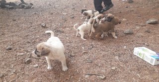 (Özel Haber) Sokağa Bırakılan Köpek Yavruları İle Birlikte Not Da Bulundu