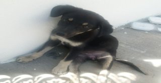 Polislerden Yaralı Köpeğe Şefkat Eli