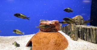 (Özel) Vanda ‘Akvaryum Müzesi Kuruldu