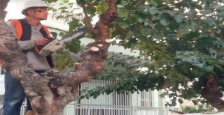 Şehzadelerde Kış Hazırlıkları Başladı