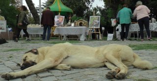 Beykozda Hayvanlar İçin Kermes