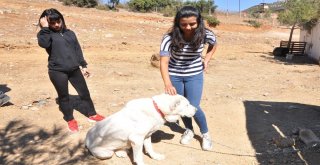 İslahiye Barınağının İlk Ziyaretçileri Öğrenciler Oldu