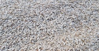 3 Bin Yıllık Siyez Buğdayının Hasadı Yapıldı