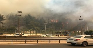 Bursadaki Yangını Söndürmek İçin Balıkesir Ve Karabükten Helikopter, Ankaradan Uçak İstendi