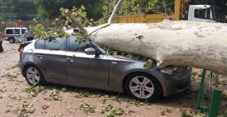 (Özel Haber) Devrilen 190 Yaşındaki Çınar Lüks Otomobili Hurdaya Çevirdi