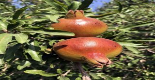 (Özel) Bitlis Ekonomisine İncir Ve Nar Desteği