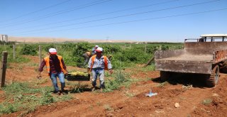 Belediyenin Yetiştirdiği Üzümler Yoksulların Sofrasına Gidiyor