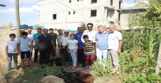 Hemşehrileri İçin Kurban Kestiler