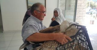 Gökten Pelikan Düştü