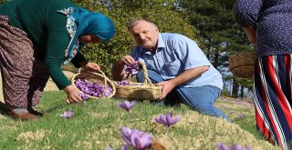 Kilosu 30 Bin Tl Olan Safranda Hasat Başladı