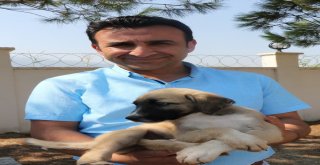 Manisada Hayvan Bakım Merkezi Bayramda Görevde