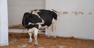 Kesileceğini Anlayan Kızgın İnek İğneyle Sakinleştirildi