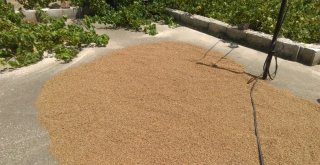 Bulgur Kaynatma Sezonu Başladı