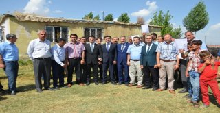 Muşta Damızlık Manda Dağıtımı