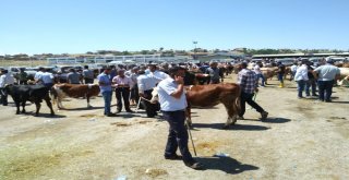 Malatya Hayvan Pazarında Arefe Yoğunluğu