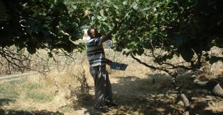 Polatlıda Tarihe Tanıklık Eden Ağaçlara Koruma