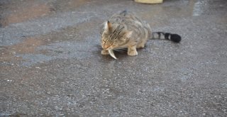 (Özel Haber) Kediler Balıkçının Önünde Nöbet Tutuyor