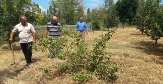 Susuzluktan Kuruyan Ağaçlarını Kesiyorlar