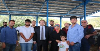 Erzincanda Genç Çiftçilere Büyükbaş Hayvan Dağıtımı Yapıldı
