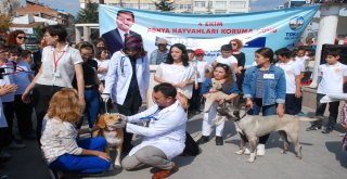 Kedinin Asılı Olarak Bulunması Olayına Tepkiler