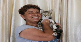 Mahallenin Fahri Trafik Polisi Ayşe Kaya Sokak Kedilerini Böyle Koruyor