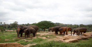 Dünyanın En İlginç Yetimhanesi: Fil Yetimhanesi