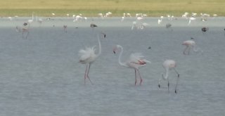 Kuruyan Göl, Kuş Cenneti Oldu