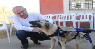 Zifte Bulaşmış Yavru Köpek Veteriner Hekimler Tarafından Temizlendi