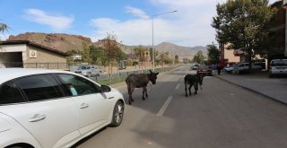 Sahipsiz Eşekler Kazalara Davetiye Çıkarıyor