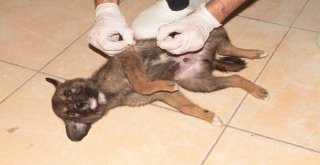 Bitkin Halde Bulunan 20 Yavru Köpek Koruma Altına Alındı