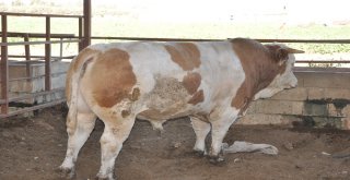 1 Ton 700 Kilo Ağırlığındaki Kurbanlık Danayı 40 Bin Tlye Satıyor