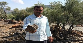 (Özel) Deli Zeytini Akıllı Yaptılar