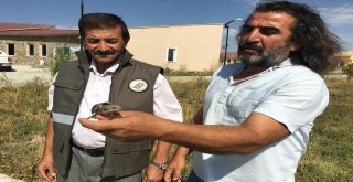 Tedavisi Tamamlamam Boyunçeviren Kuş Yaşam Alanına Bırakıldı