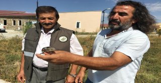Tedavisi Tamamlamam Boyunçeviren Kuş Yaşam Alanına Bırakıldı