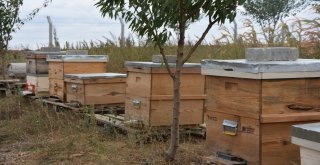 Tekirdağ Büyükşehir Belediyesinin Arıcılığa Desteği Sürüyor