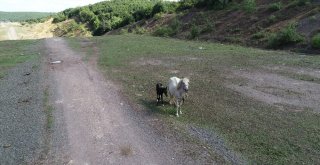 Beykozdaki Atlar Kamyonlarla Şehir Dışına Götürülüyor