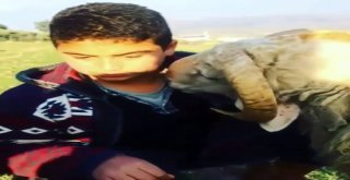 Küçük Çocuğun Kurbanlıklarla İmtihanı