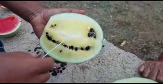 Bu Toprak Kırmızı Karpuzu Sarıya Döndürüyor