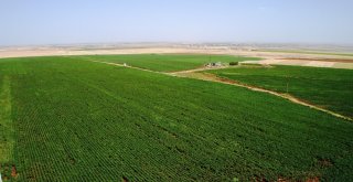 Pamuk Üreticisini Kurtçuk Korkusu Sardı