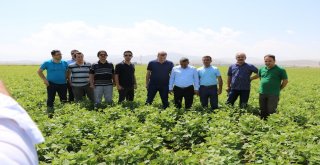 Niğdede Barbunya Ekimi Yapıldı