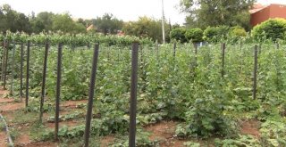 Hobi Bahçesinden Turşu Üretiyorlar