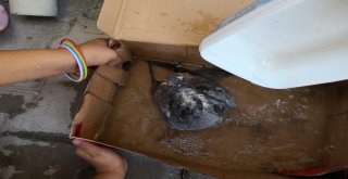 Çocuklar Yaralı Güvercin İçin Seferber Oldular