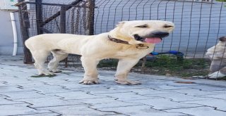 Bu Köpeği Bulana Antalyada Bir Hafta Tatil