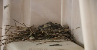 Kumru Helaya Yavruladı