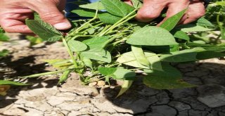 Kelkit Kuru Fasulyesinin Coğrafi İşaret Ve Marka Yolculuğu Devam Ediyor