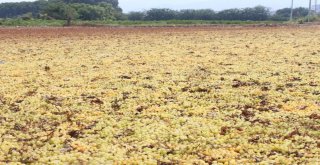 (Özel) Kuru Üzümün Zorlu Yolculuğu